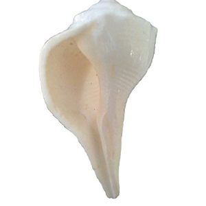 Dakshinavarti Shankh White