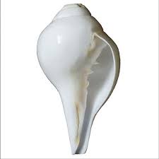 Natural Conch Shell Puja Shankh