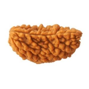 1 Mukhi Rudraksh