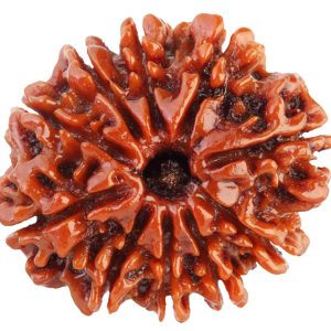10 Mukhi Rudraksh