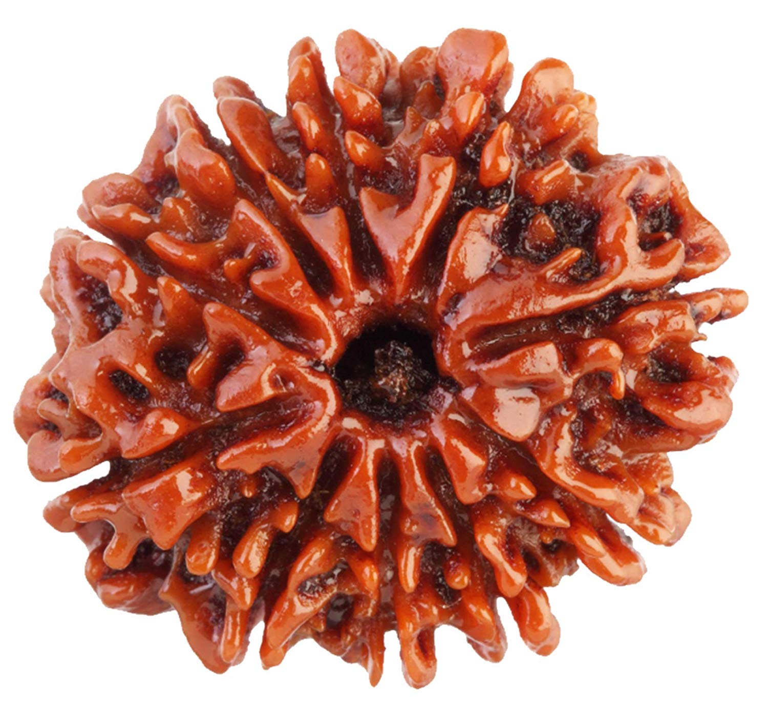 10 Mukhi Rudraksh