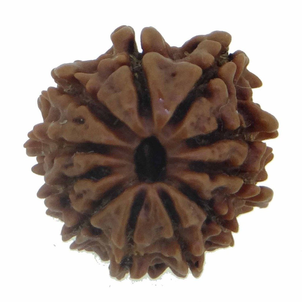 11 Mukhi Rudraksh