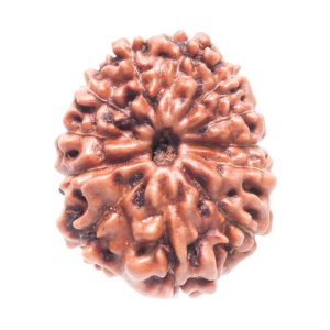 12 Mukhi Rudraksh