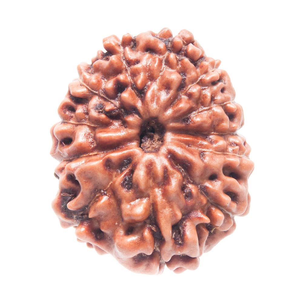 12 Mukhi Rudraksh