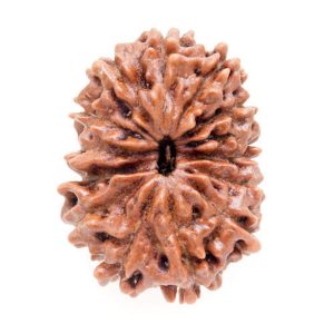 13 Mukhi Rudraksh