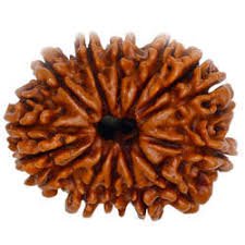 14 Mukhi Rudraksh