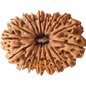 17 Mukhi Rudraksha