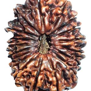 18 Mukhi Rudraksha