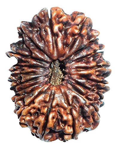 18 Mukhi Rudraksha