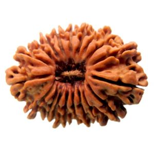 19 Mukhi Rudraksha