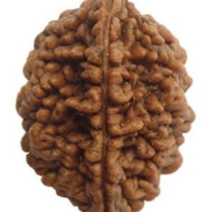 2 Mukhi Rudraksh