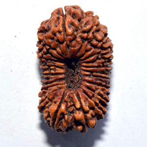 21 Mukhi Rudraksh
