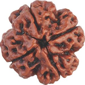 4 Mukhi Rudraksh