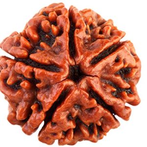 5 Mukhi Rudraksh