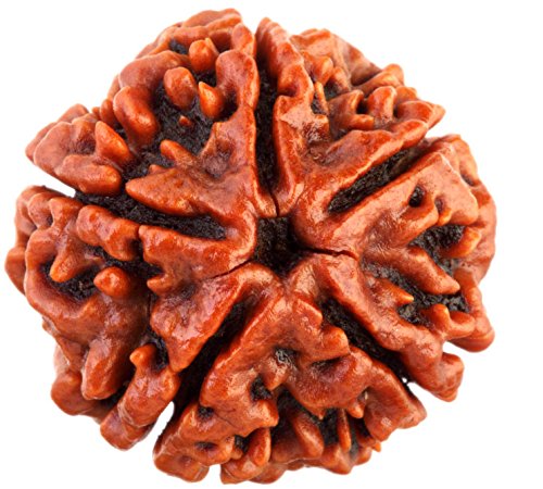 5 Mukhi Rudraksh