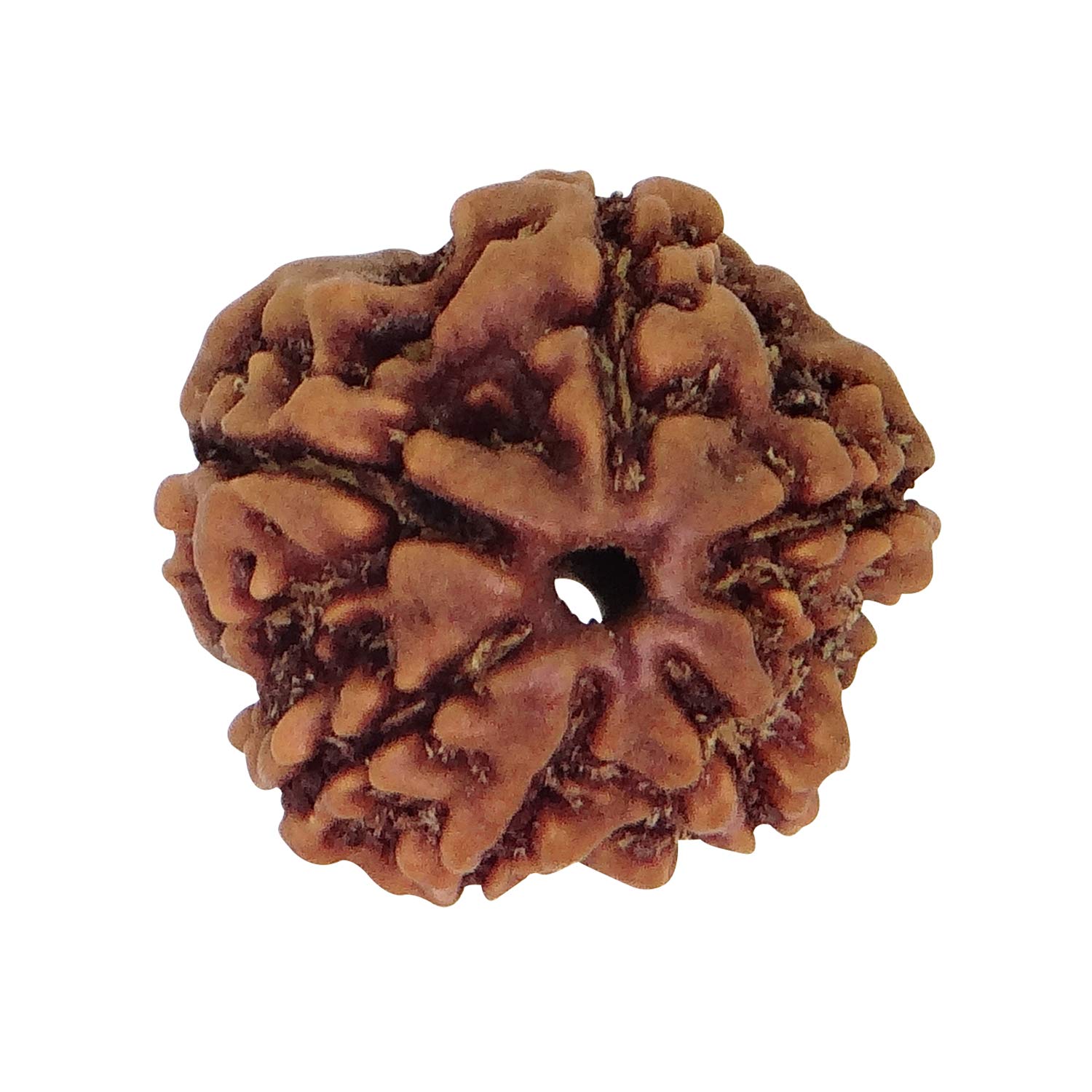 6 Mukhi Rudraksh