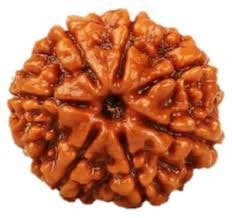 7 Mukhi Rudraksh