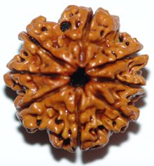 8 Mukhi Rudraksh