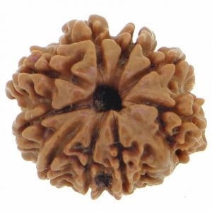 9 Mukhi Rudraksh