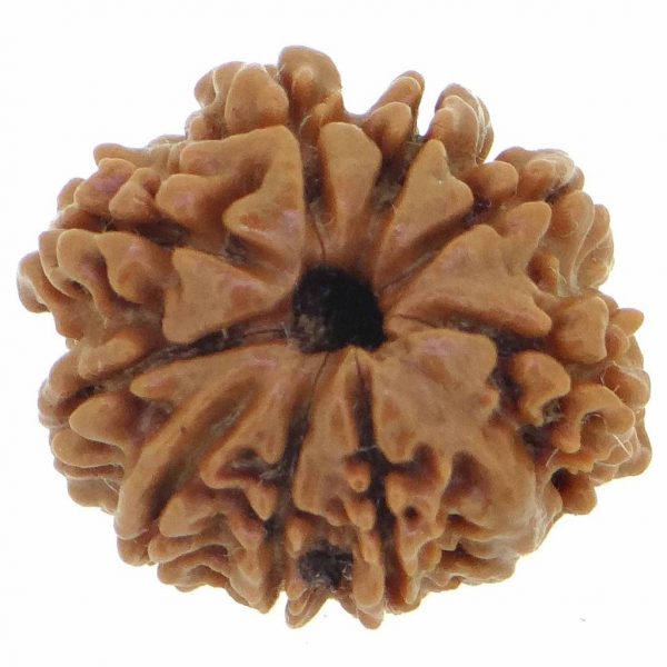 9 Mukhi Rudraksh