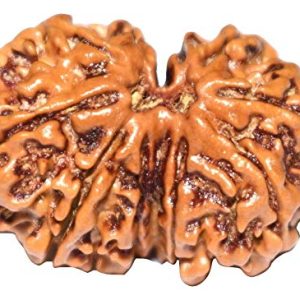 Gauri Shankar Rudraksha