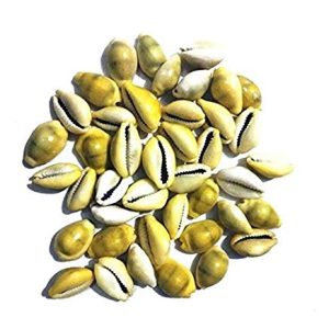 Lakshmi Cowrie 21 Pieces