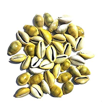Lakshmi Cowrie 21 Pieces