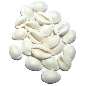 Natural Shell Kawdi 21 Pieces