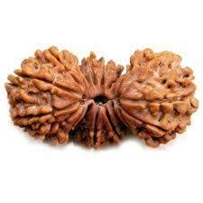 Trijuti Rudraksha Nepal Rudraksha